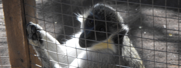 primate en un centro de rescate animal